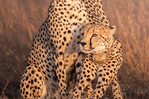 3-Day 2-Nights Maasai Mara Big 5 Safari All Inclusive