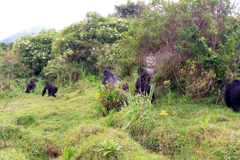 Excursión de dos días a los Gorilas vía Kigali-Mgahinga Experience