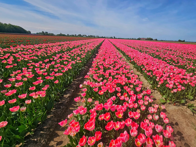 From Amsterdam: Tulip Tour Keukenhof & City Tour Delft