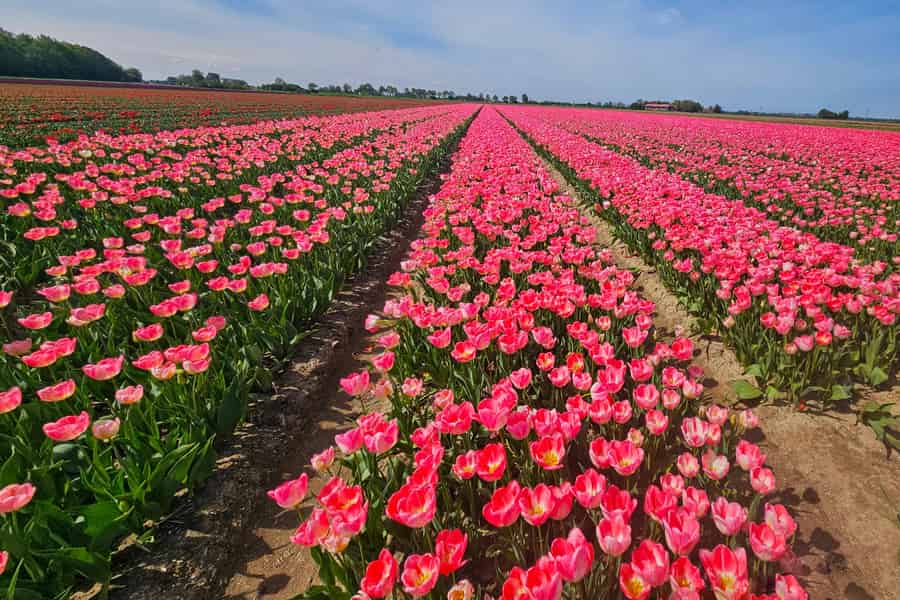 Von Amsterdam aus: Tulpentour Keukenhof & Stadtführung Delft. Foto: GetYourGuide