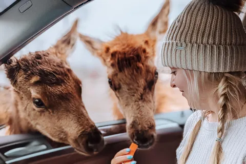 Otava: Safari privado de aventura na vida selvagem no Parc Omega