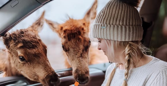 Ottawa: Private Tagestour zum Parc Omega – Wolfs- und Wildtiersafari
