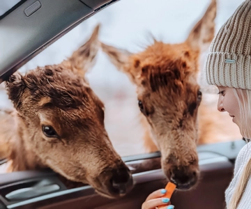 Ottawa: Private Wildlife Adventure Safari in Parc Omega
