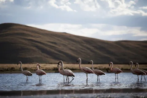 Excursão: Lagoa e Reserva Nacional de Salinas e Aguada Blanca em Arequipa.