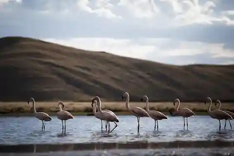Excursie: Lagune en Nationaal Reservaat van Salinas en Aguada Blanca in Arequipa.