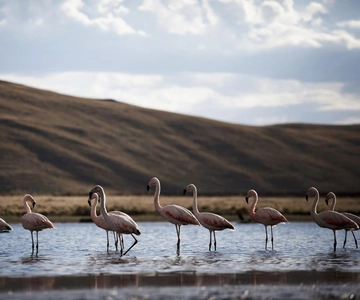 Udflugt: Lagune og nationalreservat i Salinas og Aguada Blanca i Arequipa.