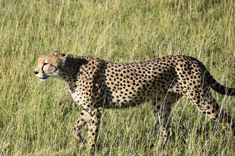 Tanzania: 10-Day Safari with Tarangire, Serengeti