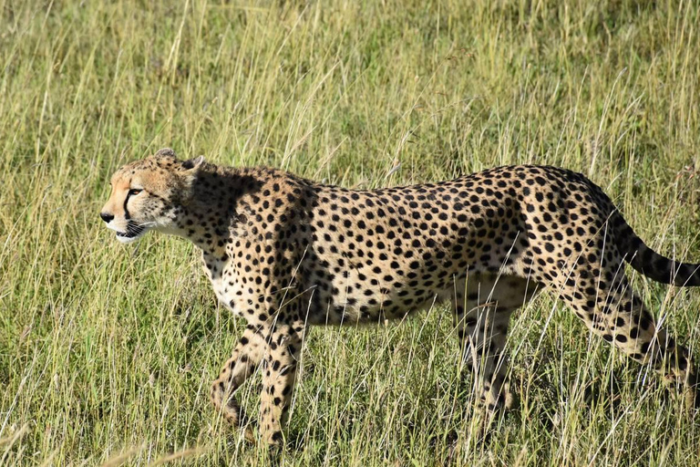 Tanzania: 10-Day Safari with Tarangire, Serengeti