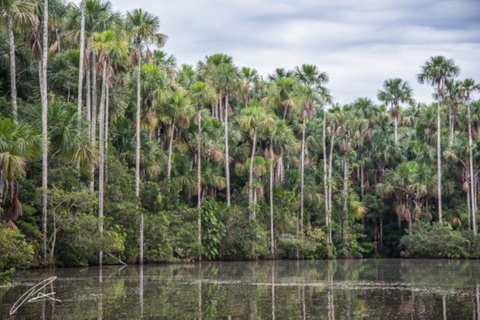 Tambopata lerslickning för makaker 2D/1N