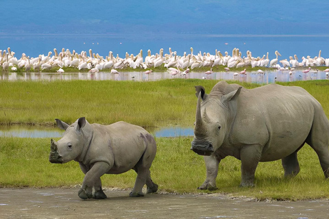 Ngorongoro krater: Dagsutflykt på safari