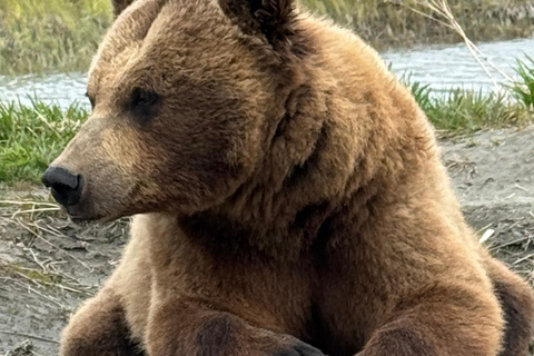 Anchorage: Alaska Wildlife Tour with Hotel Pickup