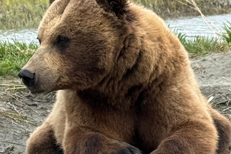Anchorage: Alaska Wildlife Tour with Hotel Pickup