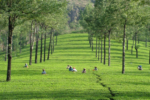From Kochi:- 02- Days Munnar Hill Station Guided Tour