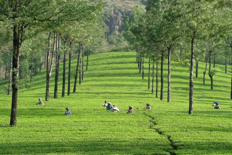 From Kochi:- 02- Days Munnar Hill Station Guided Tour