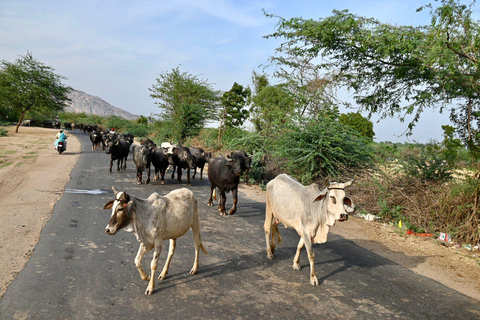Jodhpur To Udaipur: Ranakpur Temple & Jawai Leopard Safari