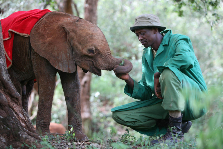 Au départ de Nairobi : Excursion d'une demi-journée au David Sheldrick Elephant Trust