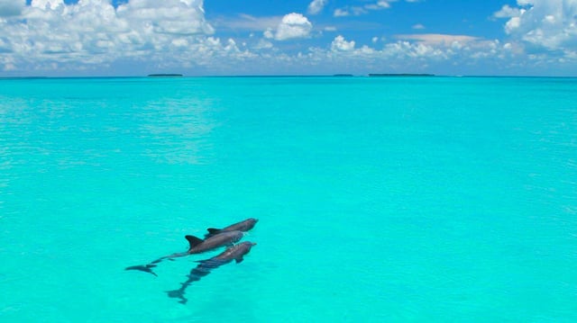 Miami: Key West with Catamaran Tour, Drinks, and Free Time