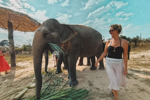 Excursão ao Santuário de Elefantes do Camboja e ao Templo de Banteay Srey