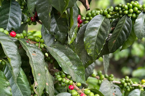 Bogotá: Choachí Farm-to-Cup Coffee Day Trip with Cupping