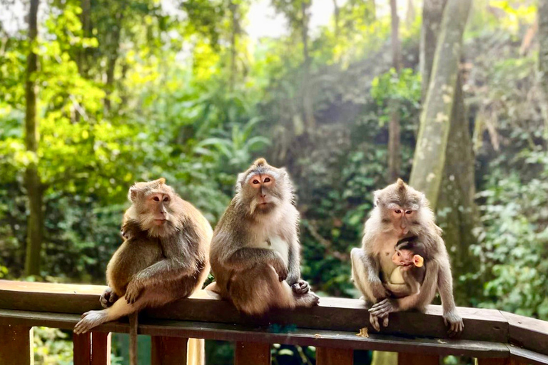 Bali: Ubud Monkey Forest, Tegalalang &amp; Uluwatu Sunset TourPrivate Tour