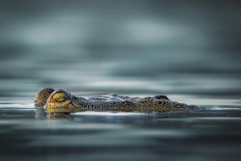 Von Jaipur aus: 1 Tagestour zum Ranthambore Tiger Reserve