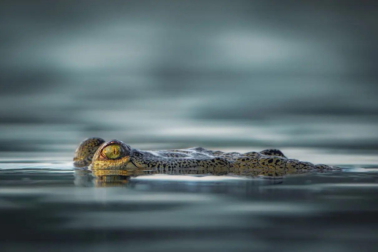 Von Jaipur aus: 1 Tagestour zum Ranthambore Tiger Reserve