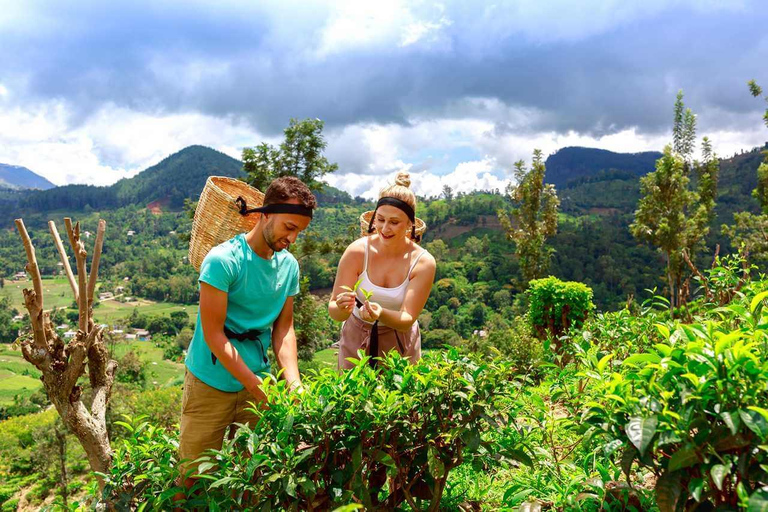 Ella: Halpe Tea Factory Tour with Tuk-Tuk Scenic Drive