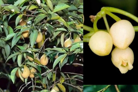 Kandy: Pinnawala, Ambuluwawa, and Village Tour