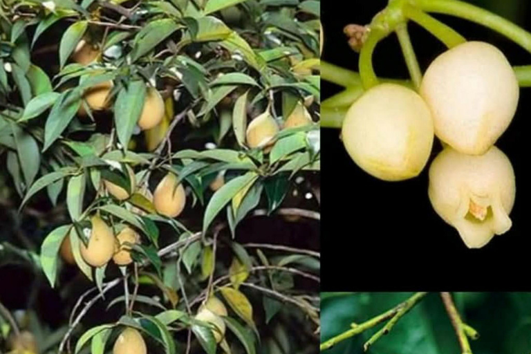 Kandy: Pinnawala, Ambuluwawa, and Village Tour