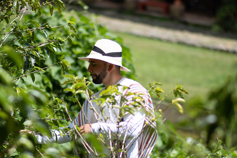 Medellín: Santa Elena Coffee Farm Tour w/Lunch & Transfer