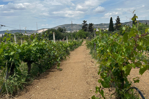 Athens: Athens Wine tour with Wine Tasting at local Winery Athens: Private Wine Estate Tour with Wine Tasting