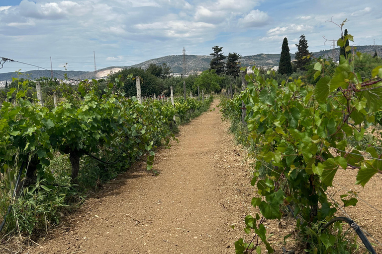 Athens: Athens Wine tour with Wine Tasting at local Winery Athens: Private Wine Estate Tour with Wine Tasting