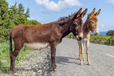 From Larnaca/Ayia Napa: Lefkara Village, Donkey & Camel Park