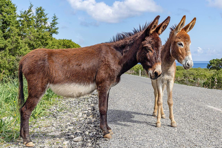 From Larnaca/Ayia Napa: Lefkara Village, Donkey & Camel Park