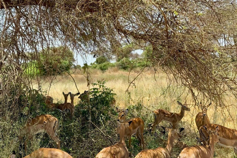 Red Elephants & Kilimanjaro Views: 3-day Tsavo East/Amboseli