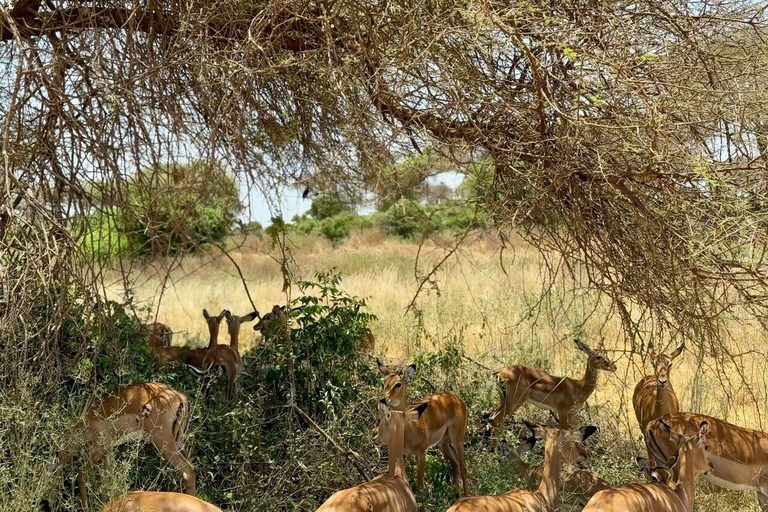 Red Elephants & Kilimanjaro Views: 3-day Tsavo East/Amboseli