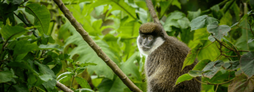 Éthiopie : circuit de 10 jours de photographie animalière avec vols