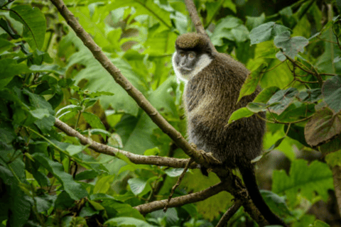 Äthiopien: 10-tägige Wildtier-Fototour mit Flügen