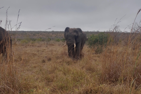 3 dagen in Kruger National Park