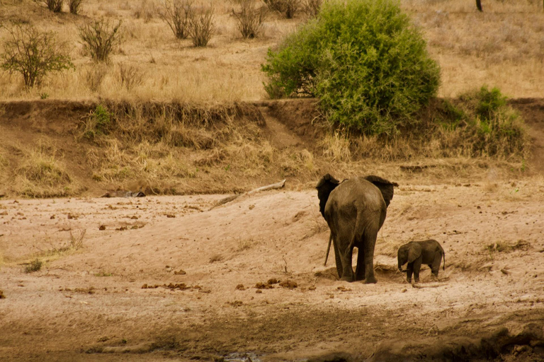 4 Days Tanzania Mid-range Safari | Accommodation in TentsKilimanjaro: 4-Day Tarangire, Serengeti &amp; Ngorongoro Safari