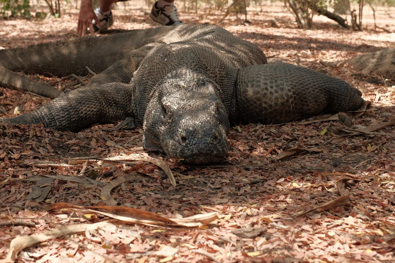 4 days komodo trip ( start from Bali )