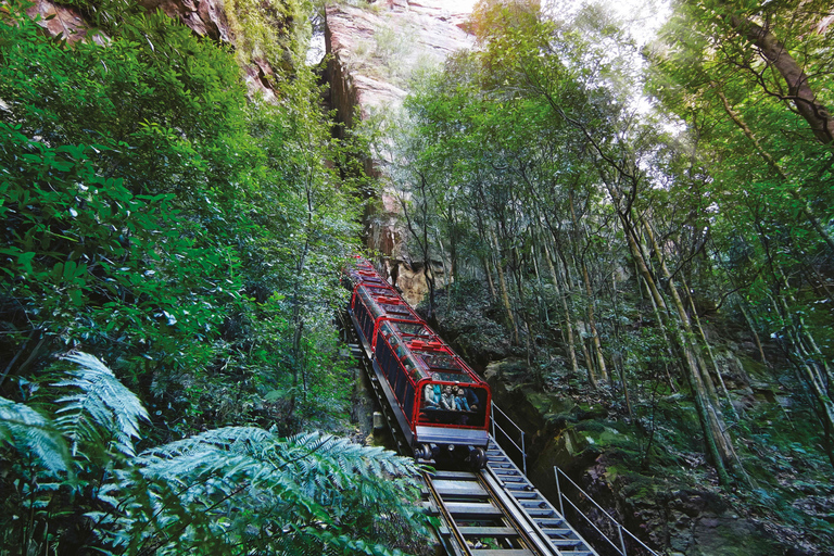 Blue Mountains Tour w/Lunch: Scenic World, Zoo & Koala Photo
