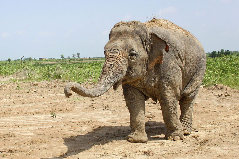 Au départ de Delhi, visite du Taj Mahal au lever du soleil avec conservation des éléphantsUniquement des services de guides touristiques