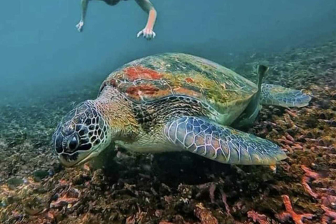 Gili Islands: Snorkeling Tour with Turtles and Statues