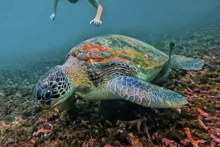 Gili Islands: Snorkeling Tour with Turtles and Statues