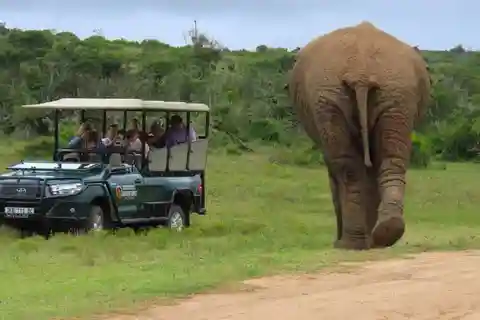Sunrise Safari - through Addo Park to Schotia reserve