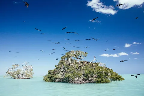 Tulum: SIAN KAAN biosphere Boat Tour, Dolphins, Snorkeling