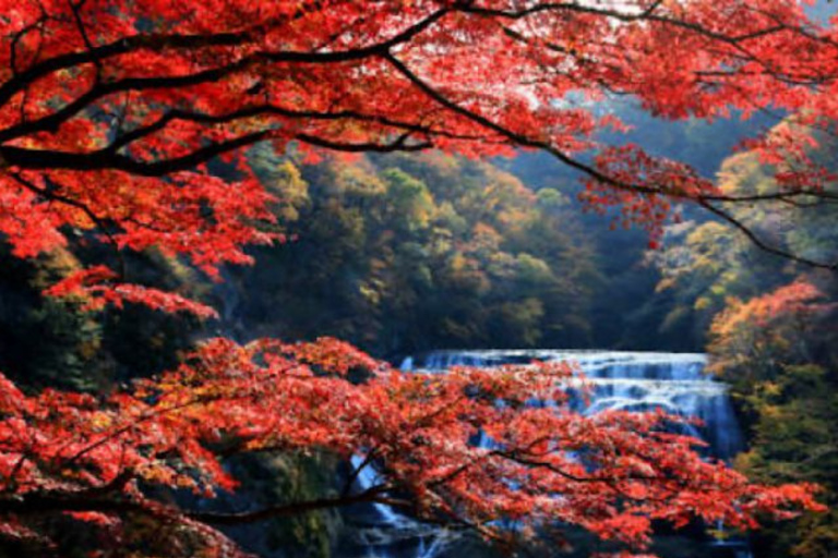 From Tokyo: Nikko UNESCO Sites Private English Guided Tour