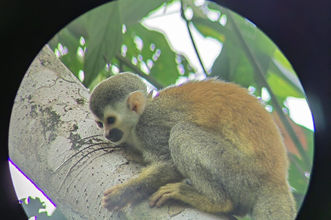 Manuel Antonio Park: Guidad tur för att se djur och strandtidPrivat tur