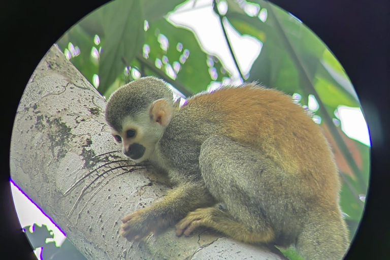 Manuel Antonio Park: Guidad tur för att se djur och strandtidPrivat tur